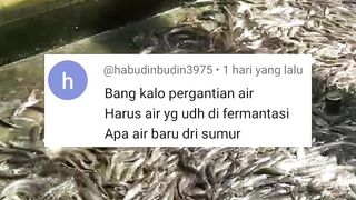 Kalau pergantian air kolam itu harus air yang sudah difermentasi atau air baru dari sumur