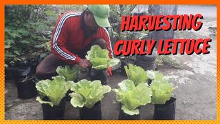 Harvesting curly lettuce