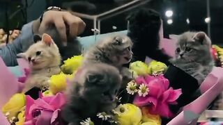 Best cats flower gift ????????????