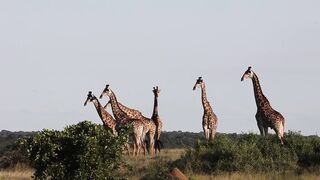 Beautiful Giraffes & Cheetahs