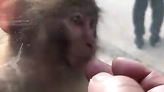 CUTE BABY MONKEY