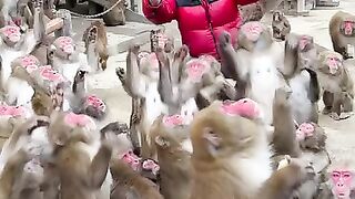 BABY MONKEY PLAYING