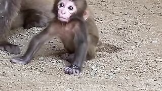 POOR BABY MONKEY