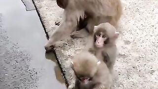 BABY MONKEY NO ARMS