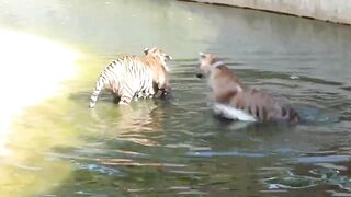 Two Tigers Fight