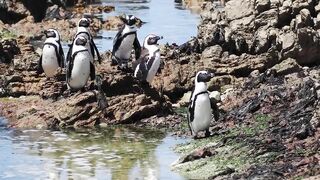 African Penguins