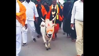 गौ सम्मान यात्रा