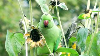 Parrot Food is Sunflower.