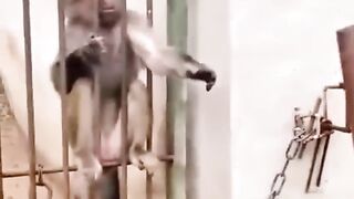 FUNNY MONKEY