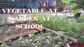 Vegetable at garden at school