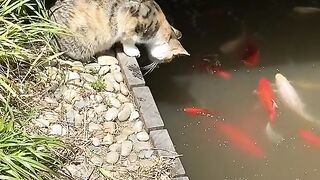 the ultimate fishing cat