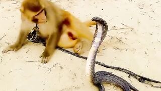 MONKEY VERSUS COBRA