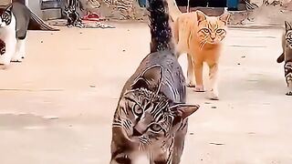 Gangster cat _foryou _funny _funnyvideo _animals _funypets _cat