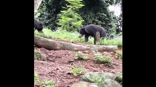 Two Sloth Bears