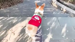 Corgi dog rides down the stairs on a skateboard