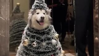 Christmas dogs #foryou #funny #funnypet #dog #pets #cute