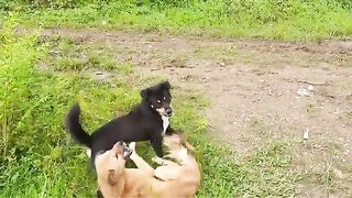 Dogs Fight For Female