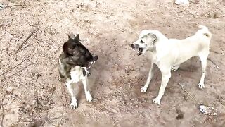 Poor dog angry and fighting protect bad fighting