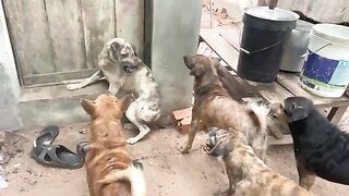 Five dog always make gray dog angry , they always want to fight with this dog