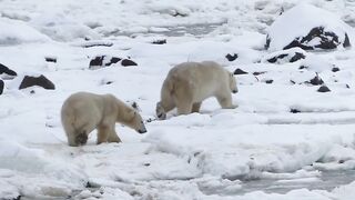 Polar Bears