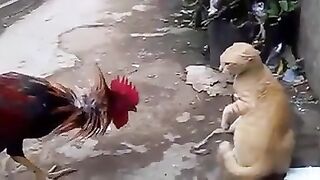 Cat & Chicken Fighting