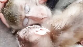 BABY MONKEY CRY