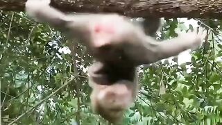 AMAZING BABY MONKEY