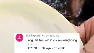 Cara hitung bibit lele kecil jumlah banyak dalam sekejap