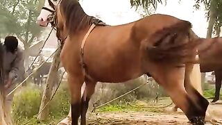 Horse video and beautiful