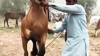 Horse dance video and beautiful