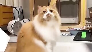 Funny Moments #funnycat #catlover #funny #cat #cats #pets #funnypets