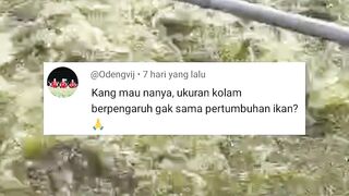 Apakah ukuran kolam bisa mempengaruhi pertumbuhan ikan lele❓