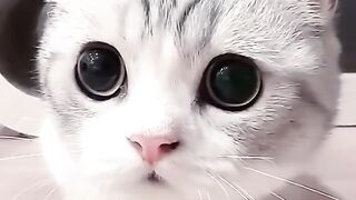 FUNNY CUTE CAT