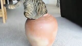 Fat Cat in Pot