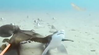 Octopus & Shark Fighting