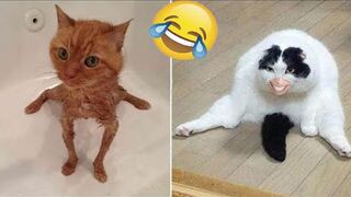 Funny animal videos 2023 - Funny cats/dogs - Funny animals -Part82/Haypyy Pett