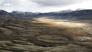 Musk Oxen Vs Arctic Wolves.