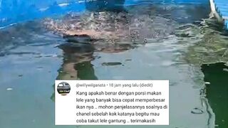 Apakah dengan porsi makan yang banyak ikan lele akan cepat tumbuh besar❓