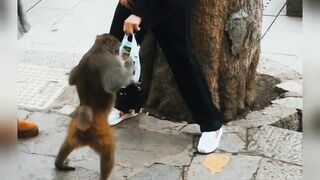 Monkey funny video ????