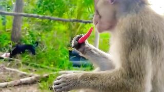 MONKEY EAT CHILI