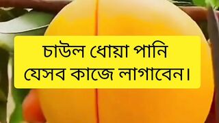 চাউল ধোয়া পানি যেসব কাজে লাগাবেন।