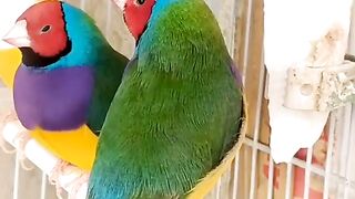 Beautiful Gouldian Finches birds