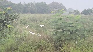 Birds in Field & Trees