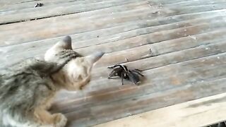 CAT VS TARANTULA