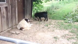 Crazy goat annoying the dog