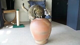 Fat Cat in pot. The escape sequence