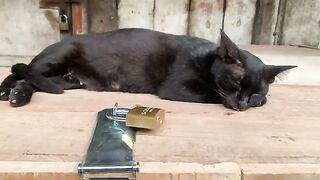 Black Cat Is Sleeping #feedingstraycats