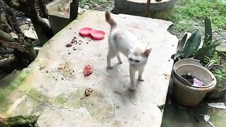 Beautiful White Angel #feedingstraycats