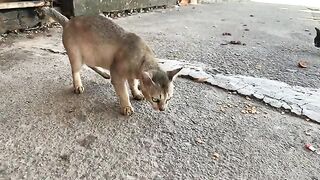 Ferocious Wild Cat #feedingstraycats