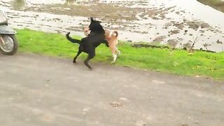 Rottweiler vs indian street dog how to stop instant fierce fight between Desi dog Warning!